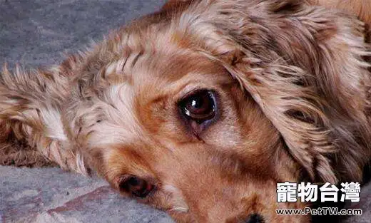 狗狗做錯事情後真的會感到愧疚嗎？