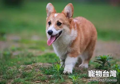 純種柯基犬可以通過哪些方式辨別？