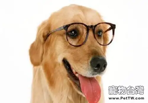 關於狂犬病你不得不知的幾個問題