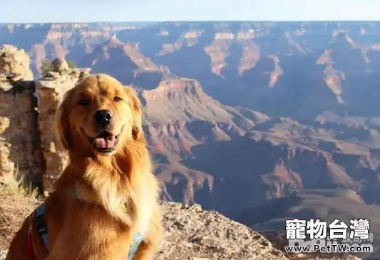 關於狂犬病你不得不知的幾個問題