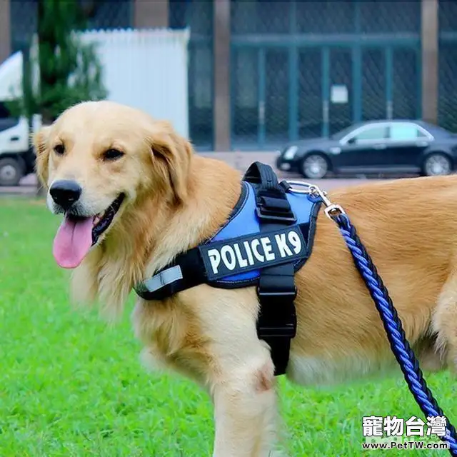 養狗前需要準備的物品都有哪些？