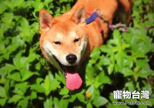 幼犬飼養的注意事項都有哪些，幼犬如何飼養