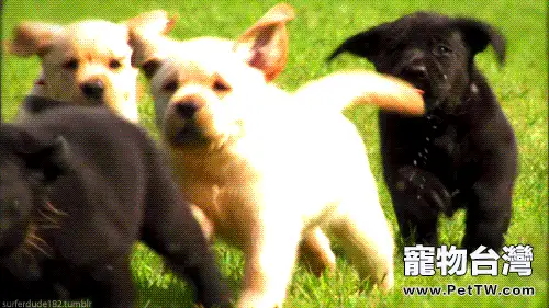 幼犬飼養的注意事項都有哪些，幼犬如何飼養