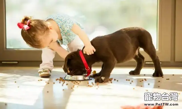 幼犬飼養的注意事項都有哪些，幼犬如何飼養