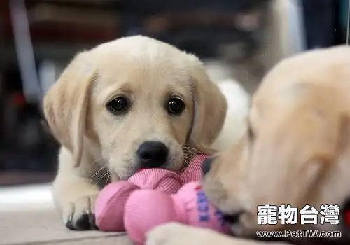 挑選狗狗的方法都有哪些