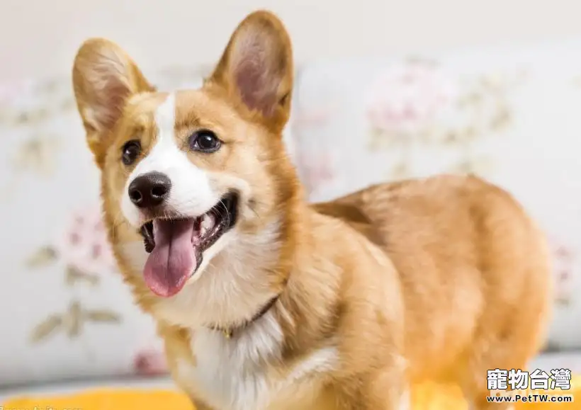 挑選狗狗的方法都有哪些(共3張圖片)-寵物台灣