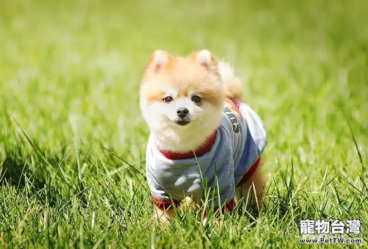 挑選狗狗的方法都有哪些