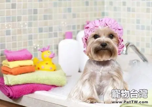 狗狗不適合洗澡的情況都有哪些