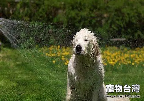 夏天給狗狗洗澡的注意事項都有哪些