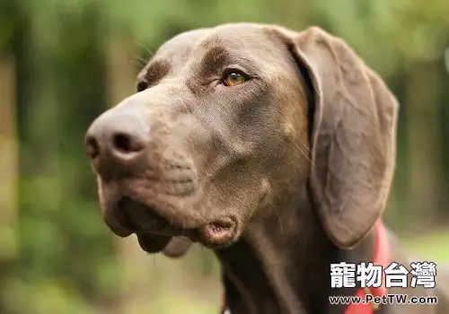 適合南方養的狗狗都有哪些？
