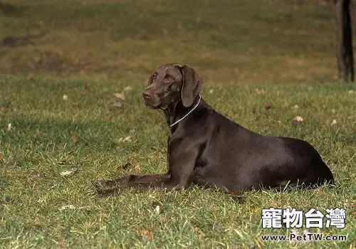 適合南方養的狗狗都有哪些？