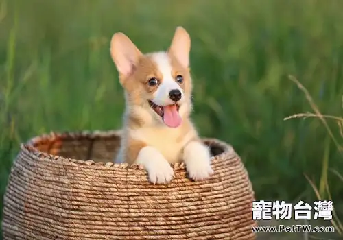 柯基幼犬如何飼養，柯基呦犬飼養方法