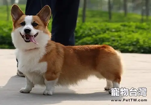 柯基幼犬如何飼養，柯基呦犬飼養方法