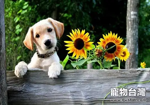 養狗可以為我們帶來的好處都有哪些