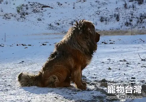 藏獒嘔吐如何處理 藏獒嘔吐怎麼辦