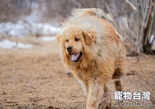 藏獒粘人如何訓練 藏獒訓練心得