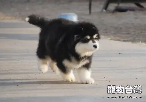 阿拉斯加幼犬怎麼養，阿拉斯加幼犬飼養方式