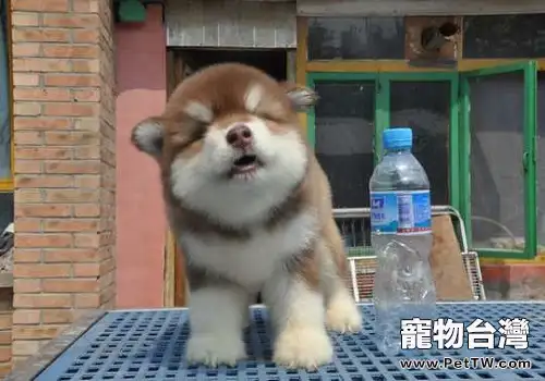 阿拉斯加幼犬怎麼養，阿拉斯加幼犬飼養方式