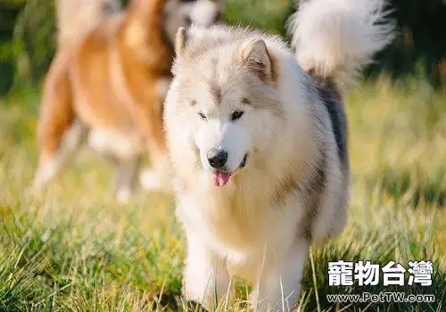 阿拉斯加的飼養成本，飼養阿拉斯加的花費