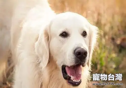 狗狗反群後亂尿尿怎麼辦？