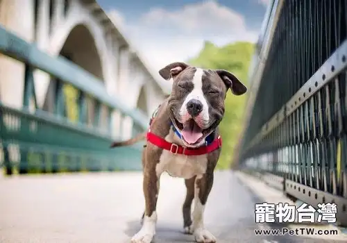 狗狗反群後亂尿尿怎麼辦？
