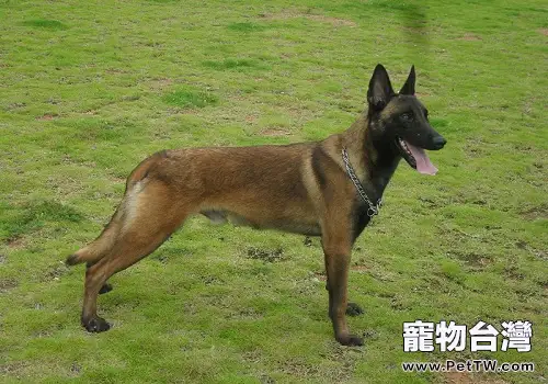 馬犬幼犬補鈣的方法都有哪些？