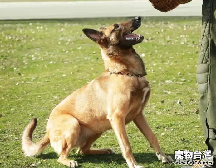 馬犬幼犬補鈣的方法都有哪些？