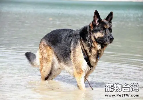 狼狗感冒的護理方式，狼狗感冒如何護理？