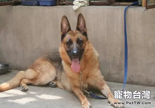 狼狗感冒的護理方式，狼狗感冒如何護理？