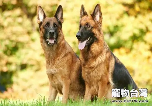 狼狗感冒的護理方式，狼狗感冒如何護理？