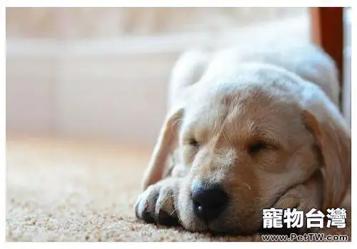 導致狗狗突然拉稀的原因，狗狗突然拉稀是怎麼回事？