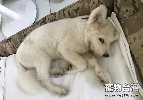 導致狗狗突然拉稀的原因，狗狗突然拉稀是怎麼回事？