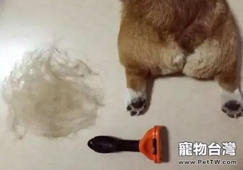 狗狗一直掉毛的原因，為什麼狗狗一直掉毛？