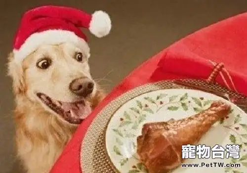 泰迪驅蟲後食慾差怎麼辦？