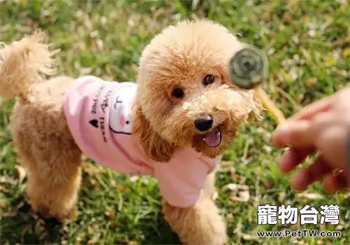 泰迪驅蟲後食慾差怎麼辦？