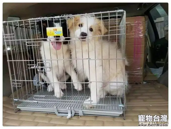 對狗狗進行狗籠訓練的好處都有哪些?(共2張圖片)-寵物台灣