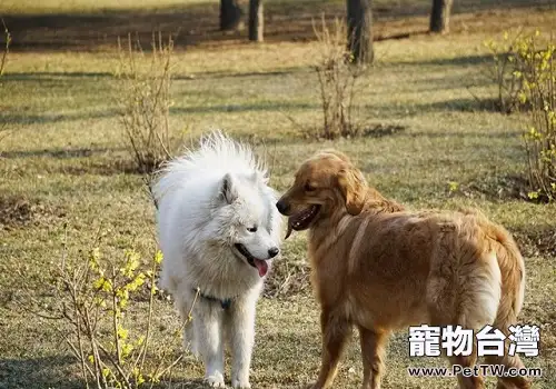 薩摩和金毛哪個好,薩摩和金毛哪個適合家養?(共3張圖片)-寵物台灣