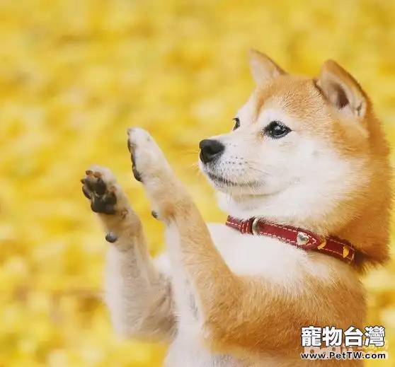 影響柴犬價格的原因有哪些？飼養柴犬要注意什麼