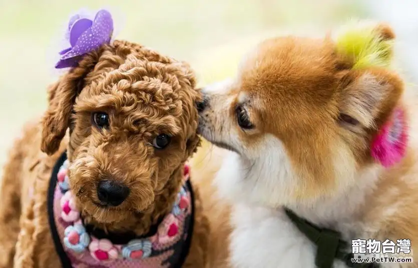 狗狗體臭的表現都有哪些？防止狗狗體臭的方法