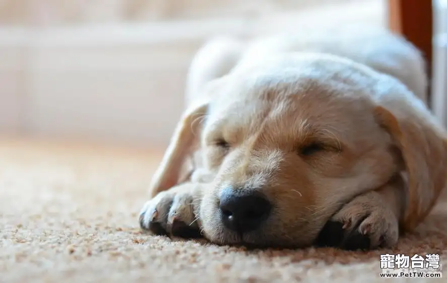 導致狗狗腸胃炎的原因有哪些，怎麼預防狗狗腸胃炎？