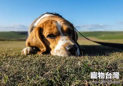 城市中養狗需要注意的地方都有哪些?
