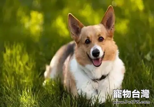 城市中養狗需要注意的地方都有哪些?