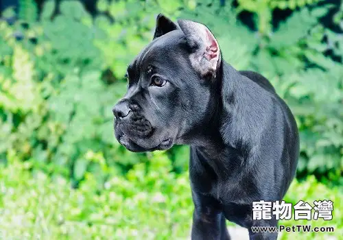 寵物主不可不知的十八條養狗小知識