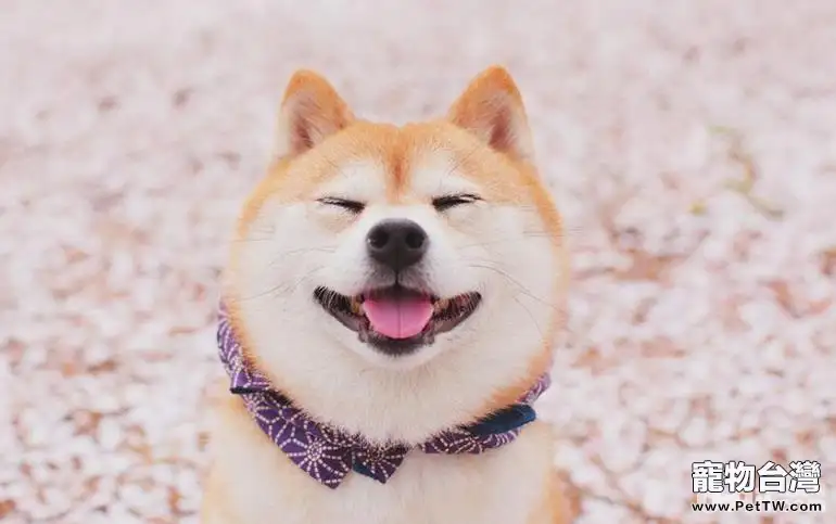 飼養柴犬的注意事項都有哪些？