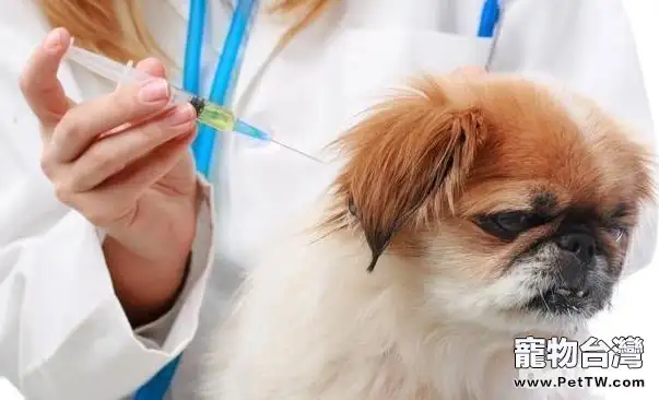 導致狗狗接種疫苗失敗的因素都有哪些？