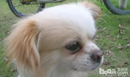 京巴狗和蝴蝶狗生育的串串狗好不好？（共2張圖片）-寵物台灣