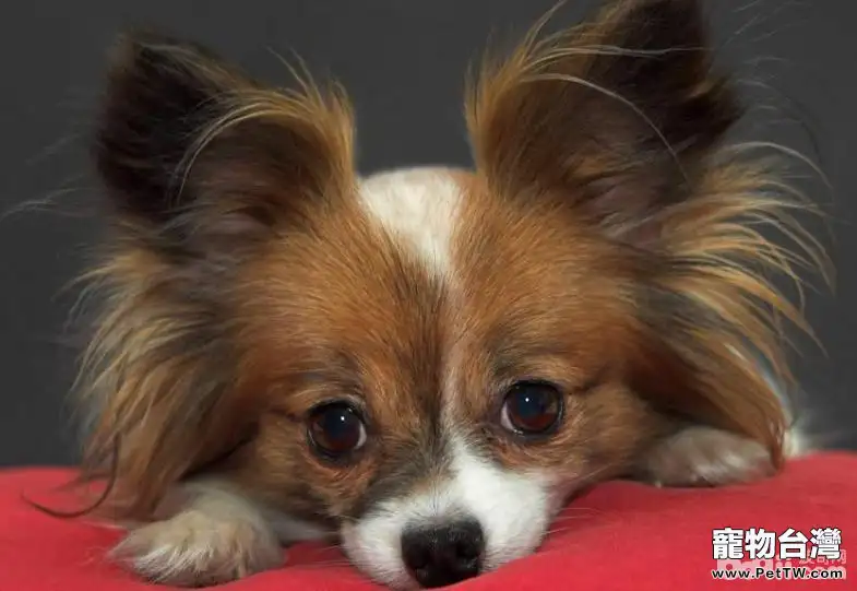 京巴狗和蝴蝶狗生育的串串狗好不好？