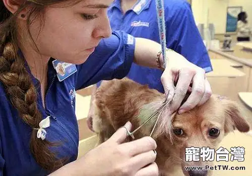 狗狗皮膚病都有哪幾種?(共3張圖片)-寵物台灣