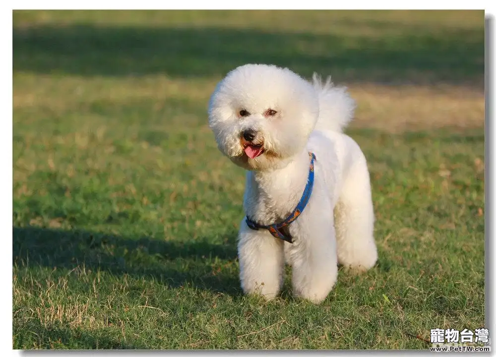 怎樣能養好熊幼犬，飼養比熊 犬（卷毛比雄犬）要注意什麼？