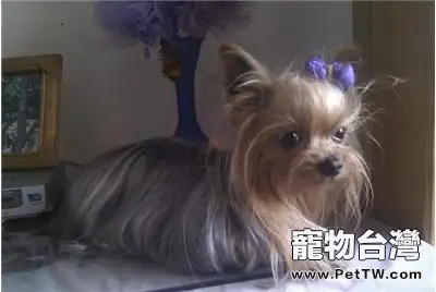 如何能養好約克夏,飼養約克夏要注意什麼?(共3張圖片)-寵物台灣
